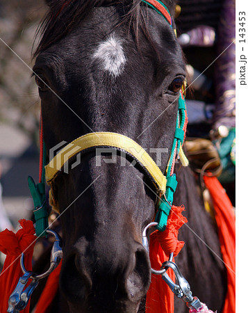 馬 顔 飾り 正面の写真素材