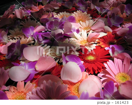 花 ガーベラ 花びら 静岡県浜松市の写真素材