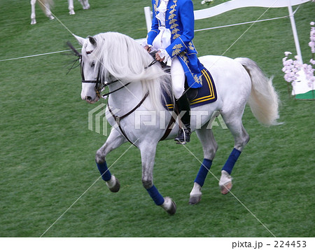 白馬 馬 駆ける 白い馬の写真素材