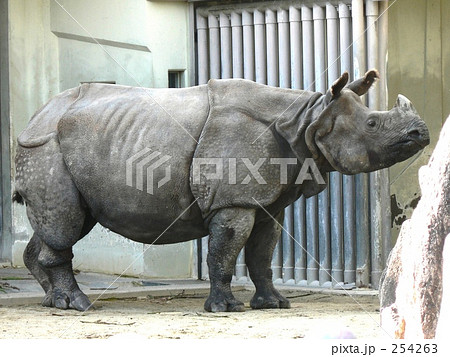 インドサイ 犀 サイ イッカクサイの写真素材