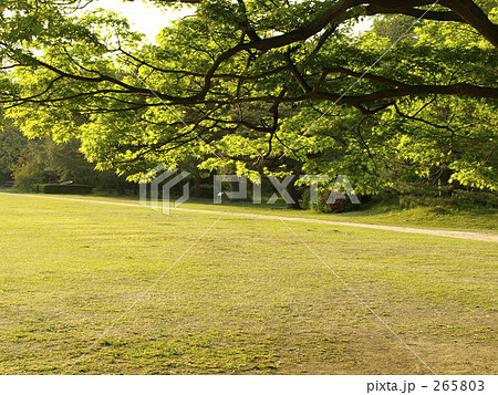 ひかり 懐かしい 植物園 背景の写真素材