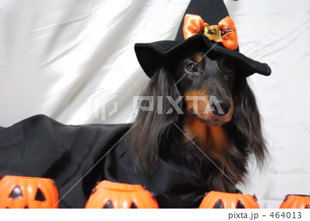 オーダーページ パネル ハロウィン ミニチュアダックス 9/16 オーダーページ パネル ハロウィン ミニチュアダックス 9/16
