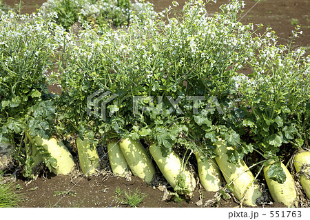 野菜畑 ダイコンの花 大根畑 大根の花の写真素材