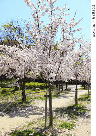 桜 ソメイヨシノ 苗木 植樹の写真素材