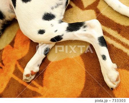 犬の脚 牛柄 ダルメシアン ぶちの写真素材