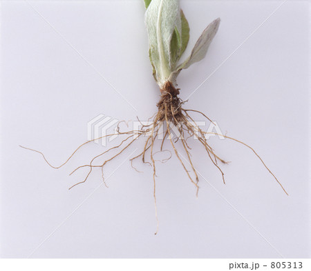 雑草 根 根っこ 植物の写真素材 - PIXTA
