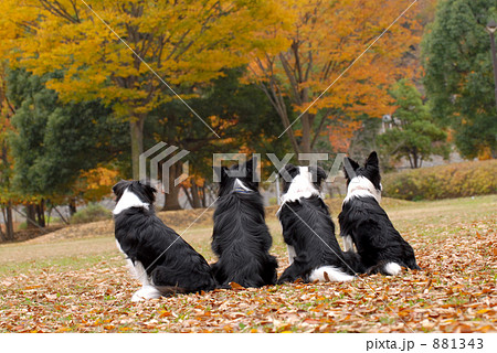 動物 犬 ボーダーコリー 後姿の写真素材