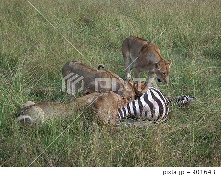 弱肉強食 シマウマ ライオンの写真素材