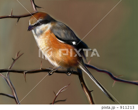 モズ もず 百舌鳥 鳥のイラスト素材