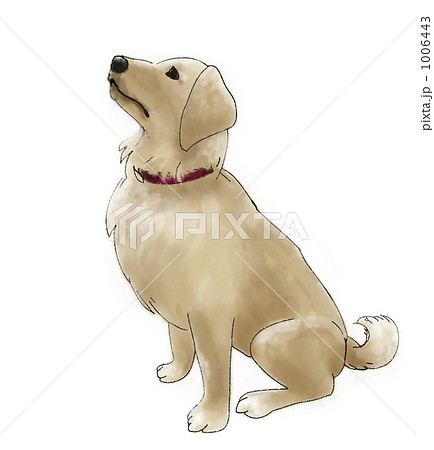 ゴールデンレトリバー 座る犬 おすわり 一匹のイラスト素材