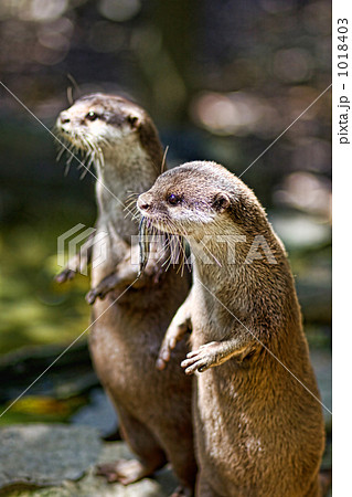 カワウソ 動物 全身 海川の哺乳類の写真素材