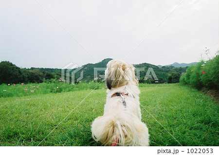 犬 シーズー 白色 後姿の写真素材