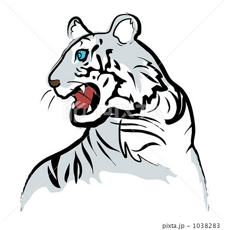 ホワイトタイガー 白虎 虎 トラのイラスト素材 Pixta