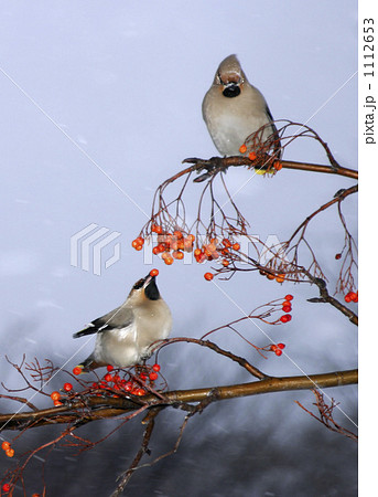 2羽 小鳥の写真素材 - PIXTA