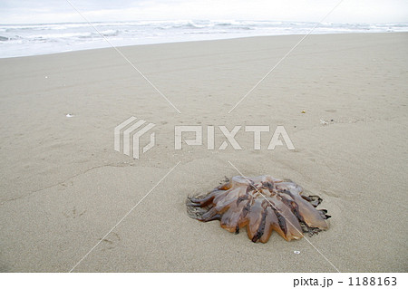 越前海月 浜辺の写真素材 - PIXTA