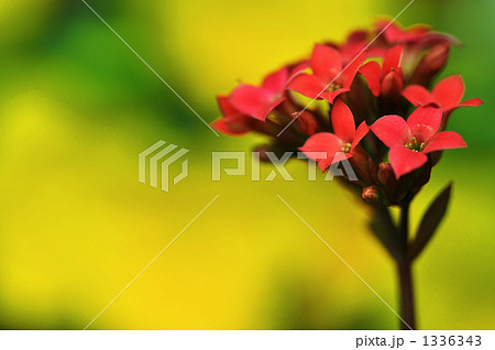 花 ミリオンスター 植物 赤色の写真素材