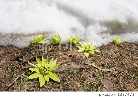 フキノトウ 蕗の薹 ふきのとう 雪の写真素材