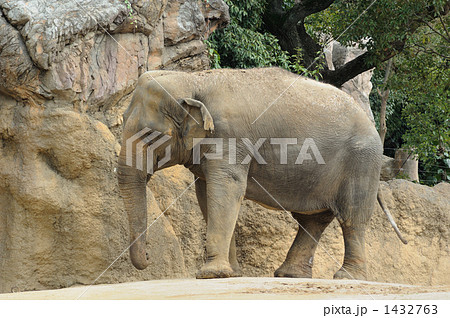 ゾウ 1頭 横向き 象の写真素材