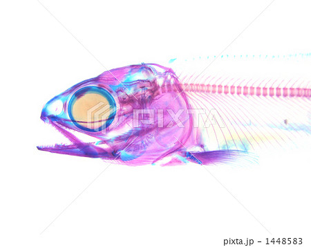 骨格標本 二重染色透明標本 シロザケ サケ稚魚透明標本の写真素材