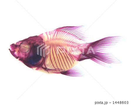 リュウキン（金魚）透明標本の写真素材 [1448603] - PIXTA