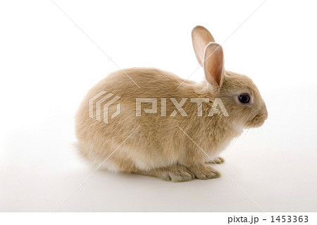 子ウサギの写真素材