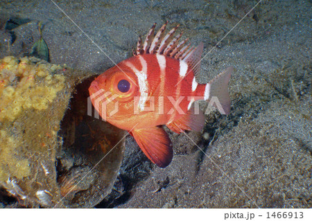 海水魚 クルマダイ 紅白 縦縞の写真素材