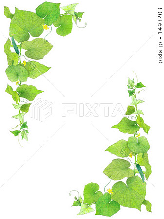 蔓性一年草のイラスト素材