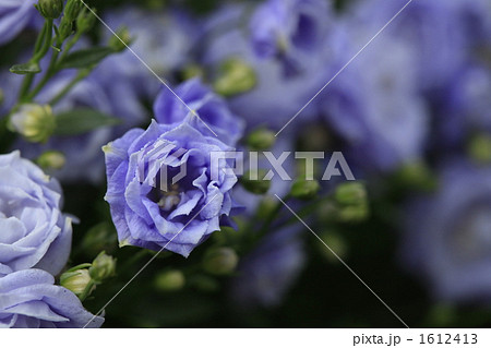 カンパニュラ ブルーワンダー 花 植物の写真素材