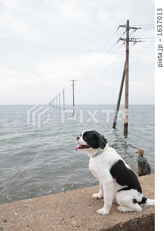 海 犬 電柱 電信柱の写真素材
