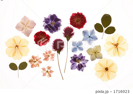 押し花 ドライフラワー 植物 小花の写真素材