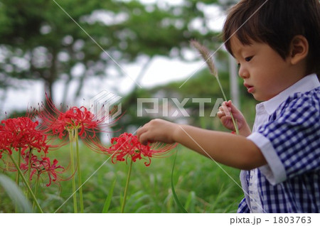 人物 男の子 彼岸花 花の写真素材