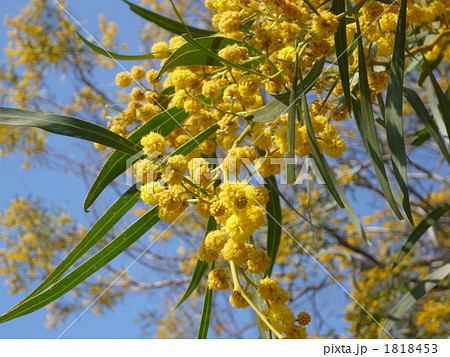 ゴールデンワトル オーストラリア国花の写真素材