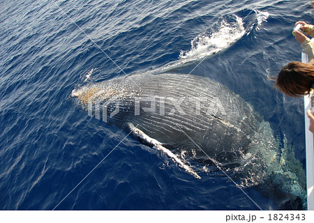 ザトウクジラ 鯨 鯨のお腹 ザトウクジラのお腹の写真素材