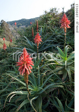 キダチアロエ アロエの花 あろえ アロエの写真素材