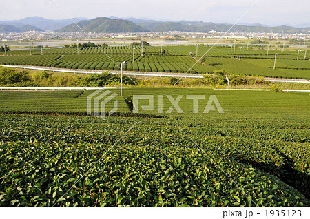 茶畑 扇風機 田園 農林水産業の写真素材