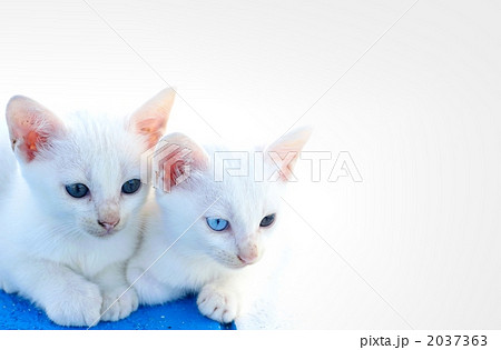 白い子猫2匹の写真素材