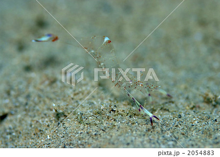 海老 透明なエビ 沖縄 海の動物の写真素材