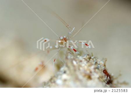 ソリハシコモンエビ 海老 透明なエビ クリーナーシュリンプの写真素材