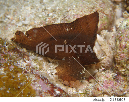 危険な魚 海水魚 毒のある魚の写真素材