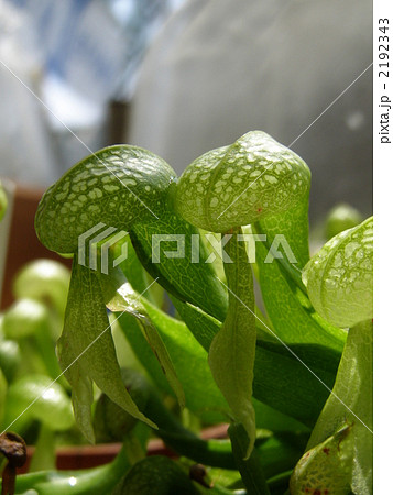 ダーリングトニア サラセニア科 コブラリリー 食虫植物の写真素材 - PIXTA