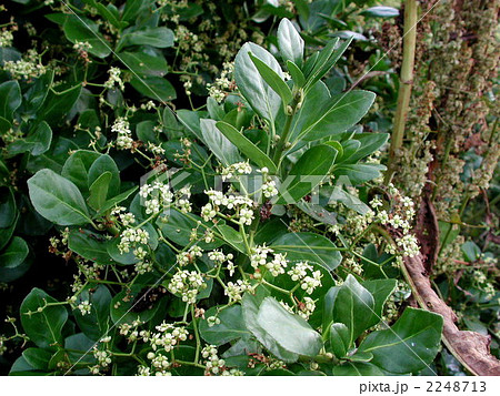 マサキの花の写真素材