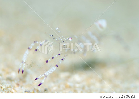 海老 海の動物 アカホシカクレエビ 透明なエビの写真素材