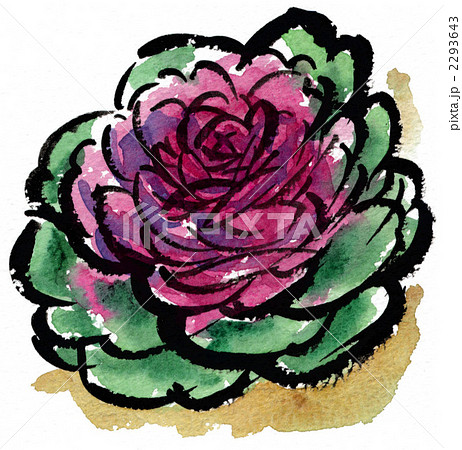葉牡丹 イラスト 水彩 絵手紙風の写真素材 - PIXTA