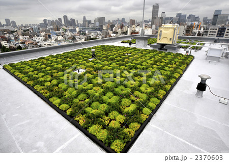 屋上庭園 屋上花壇 ビルの屋上 果肉植物の写真素材