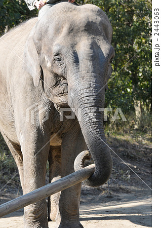 ゾウ 動物 正面 ゾウさんの写真素材