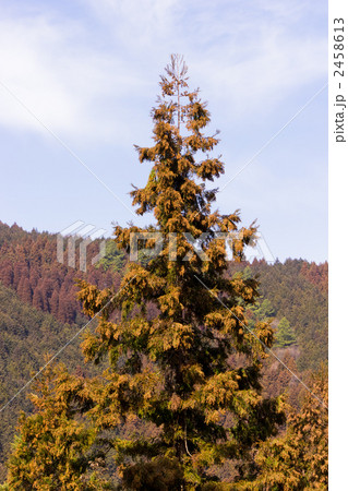 針葉樹 スギ花粉 花粉 高尾山の写真素材