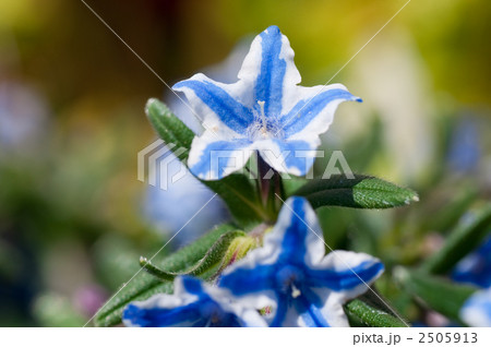 ミヤマホタルカズラの写真素材