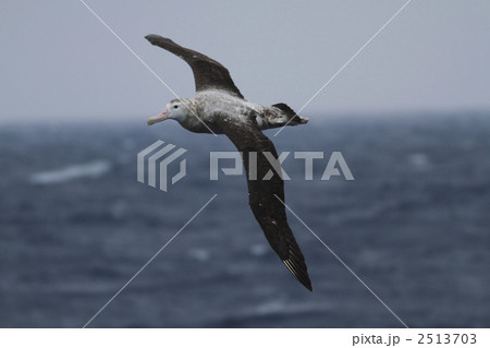 ワタリアホウドリ 空 飛ぶ 水平線の写真素材