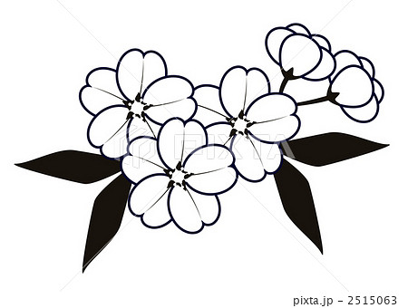これまでで最高の桃 イラスト 無料 白黒 美しい花の画像
