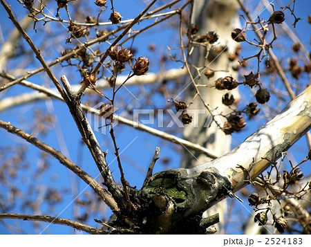 サルスベリ 百日紅 種 枝の写真素材
